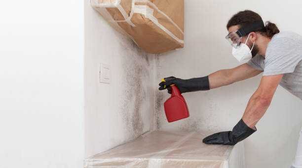 Professional Attic Mold Remediation technician working in Newmanstown, PA
