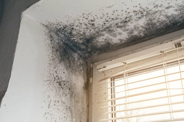 Affordable Attic Mold Remediation solutions in Newmanstown, PA