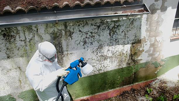 Top rated local Attic Mold Remediation specialists in Newmanstown, PA